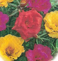 How To Grow Care For Moss Rose Flower Plants Portulaca Grandiflora By The Gardener S Network
