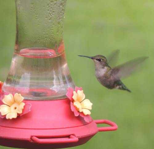 hummingbird, image,jpg, pictures