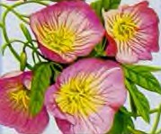 Flower Primrose