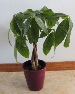 where to purchase a money tree