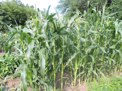 How To Grow Sweet Corn Popcorn Indian Corn Growing Seeds For