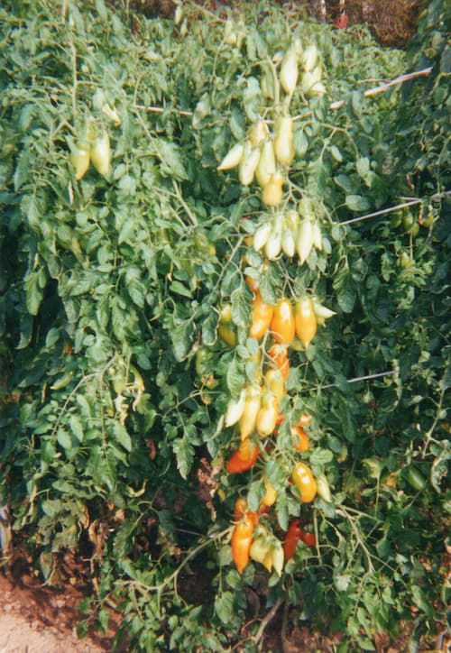 San Marzano Tomato, Plum Type. How to Grow San Marzano Tomatoes.