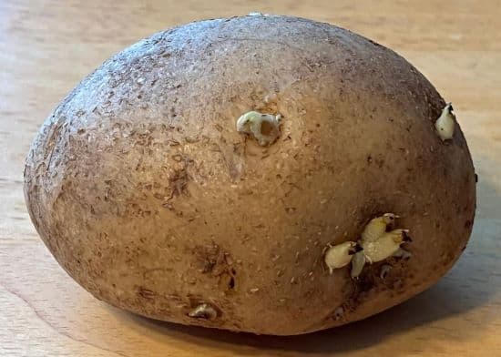 Seed Potatoes. How to Make Seed Potatoes. By The Gardener' Network.