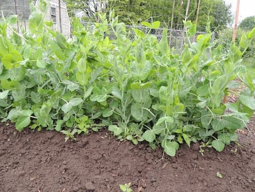 Sweet Peas or Peas. How to Grow Peas. Garden Recipes.