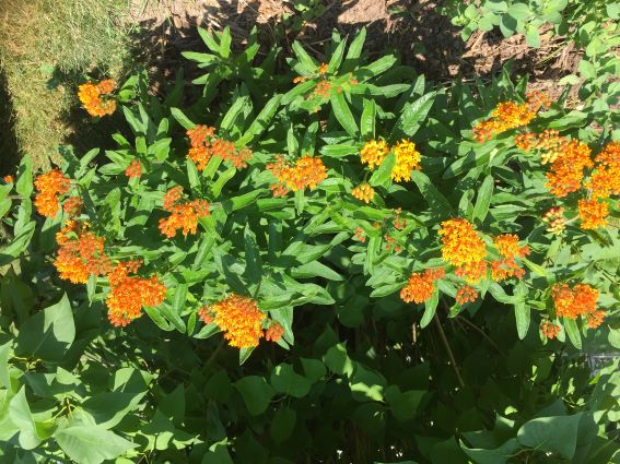 Download How To Grow Butterfly Flowers Growing Butterfly Milkweed Flower Plants From Seed By The Gardener S Network