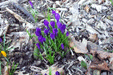 Crocus Flower Pictures Images, Clipart. For a better garden, follow The ...