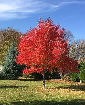 Red MAple Tree