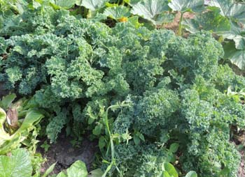 kale seeds plants, grow, growing, pictures, images