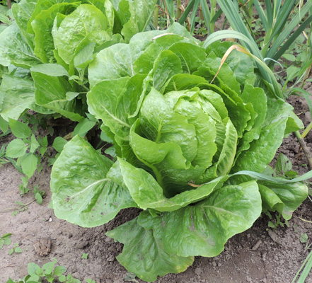 Romaine lettce in garden