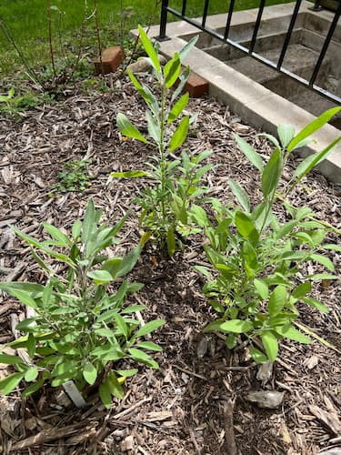 How to Grow Sage Herb. Grow Sage Plants in the Garden.