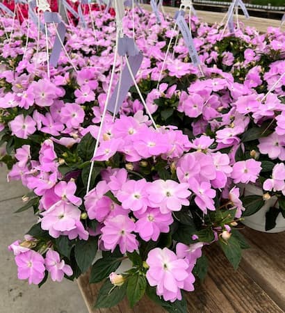 How to Grow Impatiens Flowers