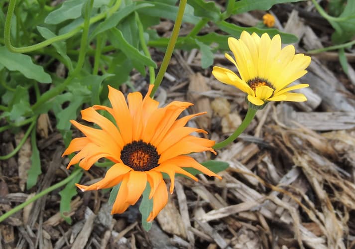 How to Grow African Daisy. Growing African Daisies Annual Flower.